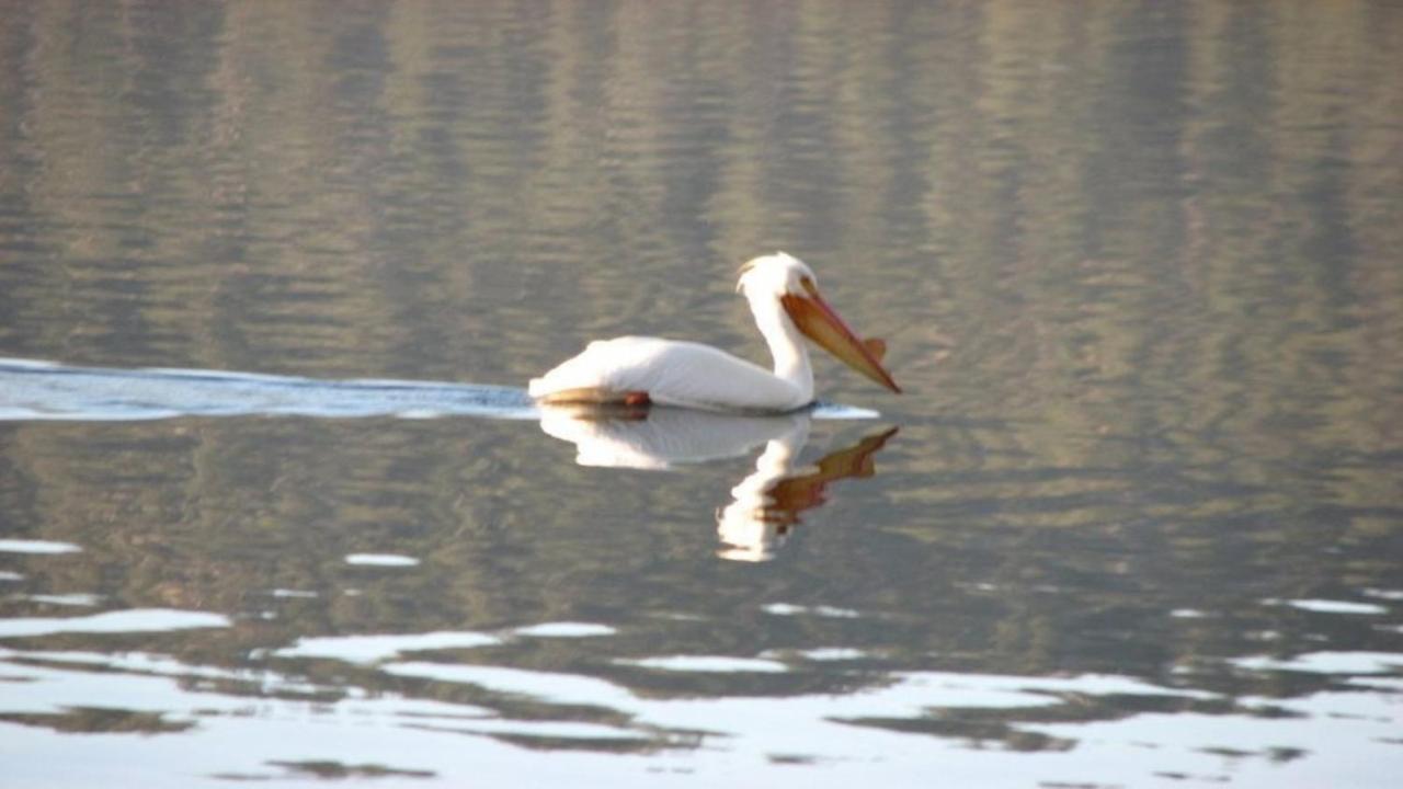 Feathernest On The Lake Villa Fawnskin Buitenkant foto